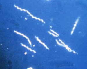 La maladie de Lyme : Le rôle de la Micro-Immunothérapie dans la stratégie thérapeutique