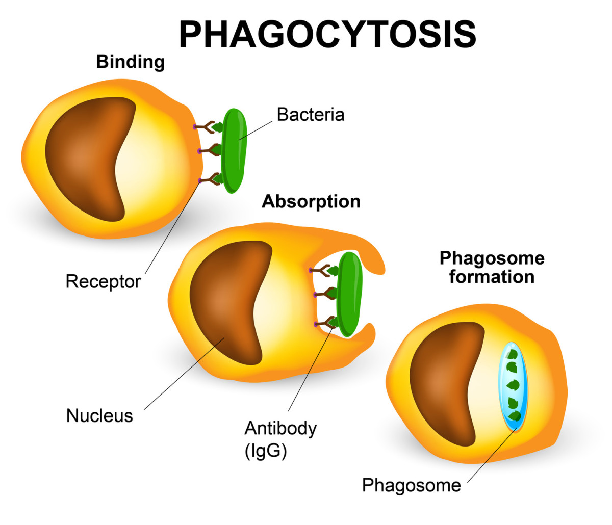 Qu est ce Que La Phagocytose Notre Exp rience En Micro Immunoth rapie