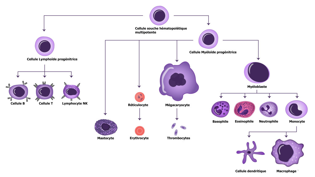 Vue Générale Des Cellules Du Système Immunitaire Notre Expérience En Micro Immunothérapie 6491