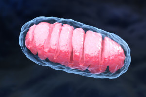 Mitochondrion is a double membrane-bound organelle found in all eukaryotic organisms. 3D illustration